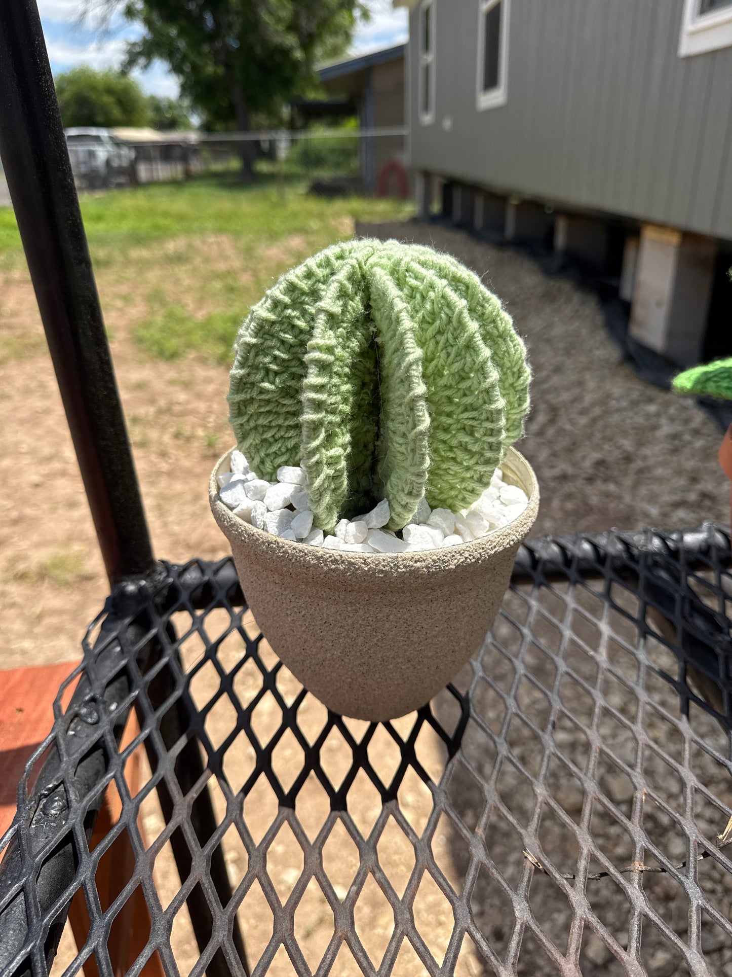 Cactus plant